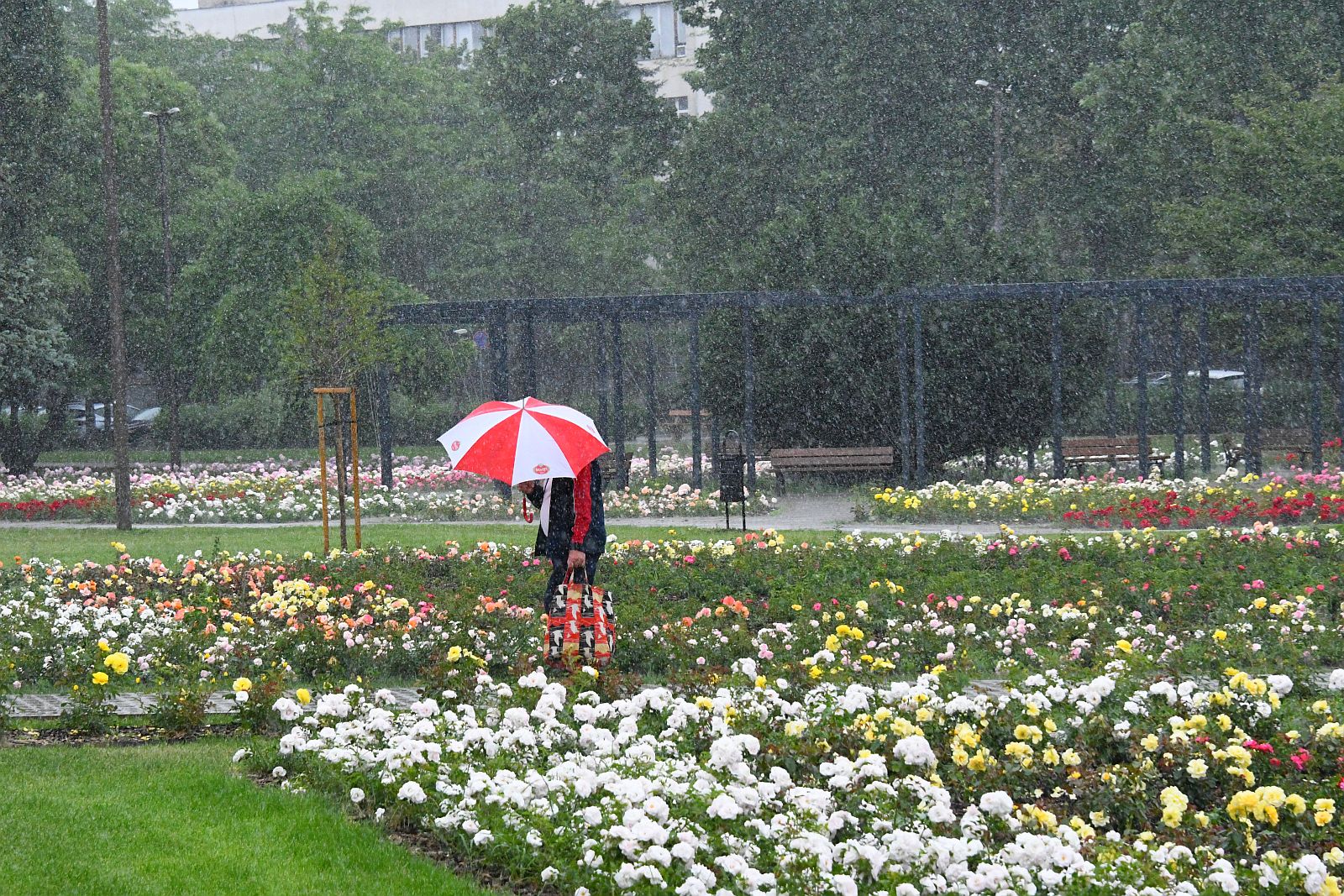 Rózsa liget eső előtt - hatezer rózsa virágzik a ligetben